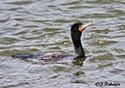 Phalacrocorax auritus